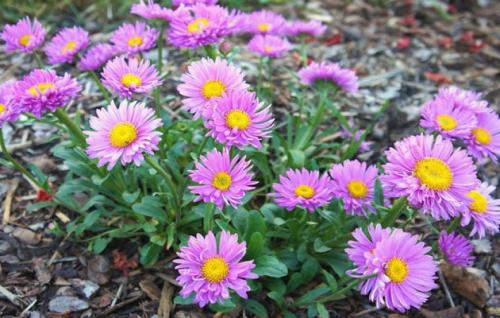 Многолетние астры в осенних цветниках. Многолетняя астра – 5 шагов к цветущему осеннему бордюру 19 Многолетние астры в осенних цветниках. Многолетняя астра – 5 шагов к цветущему осеннему бордюру 19