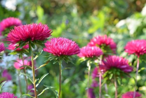 Астры многолетние или однолетние. Посадка астры в открытый грунт, уход и выращивание, фото