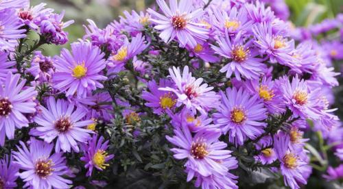 Многолетние астры в осенних цветниках. Многолетняя астра – 5 шагов к цветущему осеннему бордюру 24