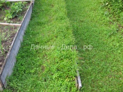 Многолетние астры в осенних цветниках. Многолетняя астра – 5 шагов к цветущему осеннему бордюру 06 Многолетние астры в осенних цветниках. Многолетняя астра – 5 шагов к цветущему осеннему бордюру 06