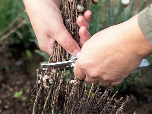 Астры многолетние или однолетние. Посадка астры в открытый грунт, уход и выращивание, фото