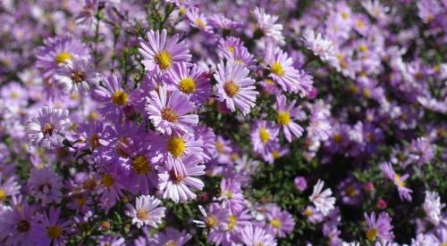 Многолетние астры в осенних цветниках. Многолетняя астра – 5 шагов к цветущему осеннему бордюру 21