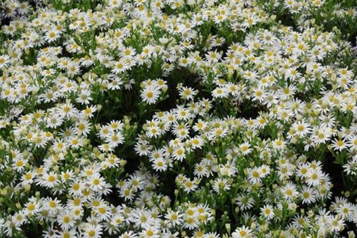 Многолетние астры в осенних цветниках. Многолетняя астра – 5 шагов к цветущему осеннему бордюру 18 Многолетние астры в осенних цветниках. Многолетняя астра – 5 шагов к цветущему осеннему бордюру 18