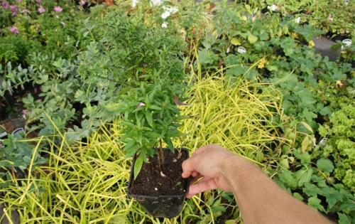 Астры многолетние или однолетние. Посадка астры в открытый грунт, уход и выращивание, фото