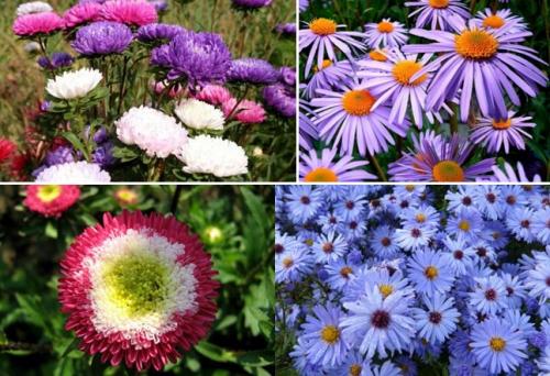 Астры многолетние или однолетние. Посадка астры в открытый грунт, уход и выращивание, фото