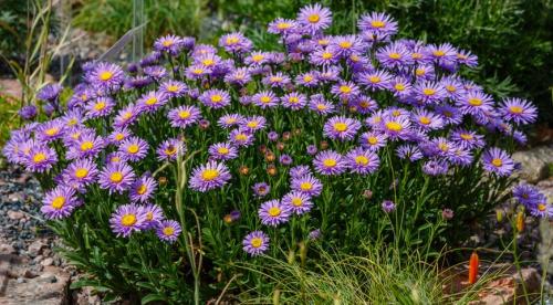 Многолетние астры в осенних цветниках. Многолетняя астра – 5 шагов к цветущему осеннему бордюру 22