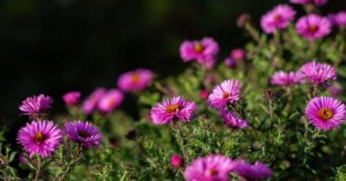 Астры многолетние или однолетние. Посадка астры в открытый грунт, уход и выращивание, фото