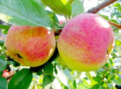 Невысокие яблони для подмосковья. Различные карликовые сорта яблони для Подмосковья