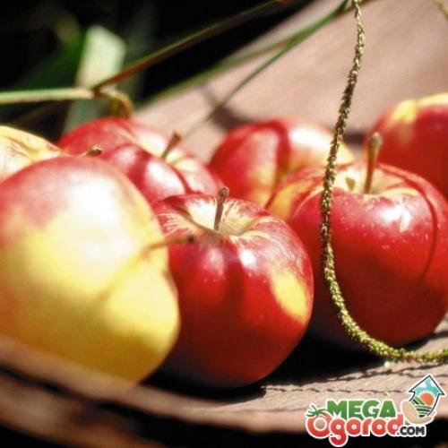 Сладкие сорта яблонь для подмосковья. Десертные сорта яблонь для подмосковья