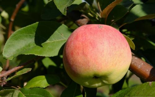 Невысокие яблони для подмосковья. Различные карликовые сорта яблони для Подмосковья