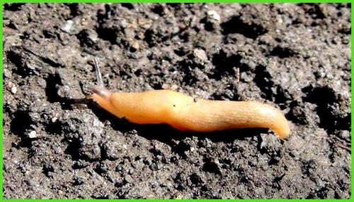 Как бороться со слизнями в теплице. Как избавиться от слизней навсегда: на огороде, на участке, в теплице, в парнике, на даче? Борьба со слизнями, как народными методами, так и химическими средствами