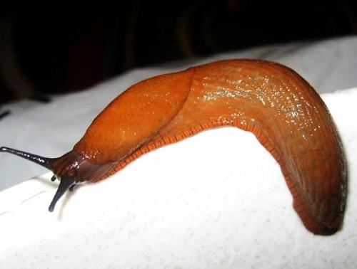 Почему появляются слизни в доме. Как избавиться от слизней в доме: 8 средств и методы, которые удивят простотой