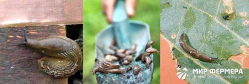 Как избавиться от слизней в огороде