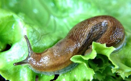 Как избавиться от слизней в огороде 02