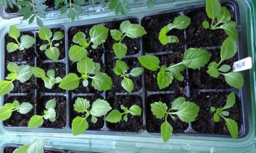 Когда сажать астры, чтобы зацвели к 1 сентября. Когда сажать астры на рассаду в 2022 году