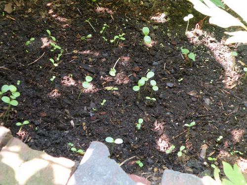 Как красиво посадить астры. Астры: посадка, уход, использование в ландшафтном дизайне