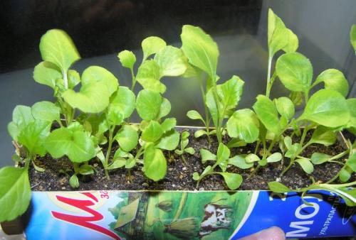 Когда сажать астры, чтобы зацвели к 1 сентября. Когда сажать астры на рассаду в 2022 году