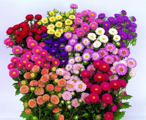 Астры и только астры. Астры многолетние: описание 13 видов, уход и посадка в домашних условиях, способы размножения и выращивания из семян (Фото  Видео) +Отзывы