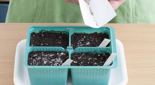 Астры и только астры. Астры многолетние: описание 13 видов, уход и посадка в домашних условиях, способы размножения и выращивания из семян (Фото & Видео) +Отзывы 12