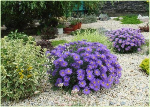 Астры и только астры. Астры многолетние: описание 13 видов, уход и посадка в домашних условиях, способы размножения и выращивания из семян (Фото  Видео) +Отзывы