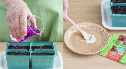 Астры и только астры. Астры многолетние: описание 13 видов, уход и посадка в домашних условиях, способы размножения и выращивания из семян (Фото & Видео) +Отзывы 11