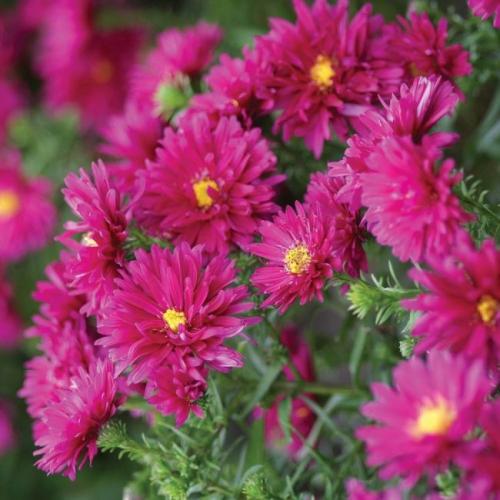 Астры и только астры. Астры многолетние: описание 13 видов, уход и посадка в домашних условиях, способы размножения и выращивания из семян (Фото  Видео) +Отзывы