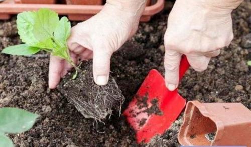 Как красиво посадить астры. Астры: посадка, уход, использование в ландшафтном дизайне