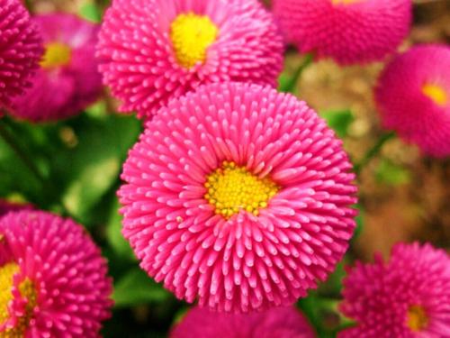 Выращивание астры на продажу. Классификация