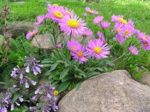 Как красиво посадить астры. Астры: посадка, уход, использование в ландшафтном дизайне