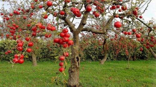Карликовые самоплодные яблони. Особенности карликов