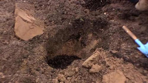 Какие условия необходимо соблюдать при посадке ежевики бесшипной. Осенью