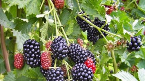 Какие почвы подходят для выращивания ежевики бесшипной. Особенности выращивания бесшипной ежевики