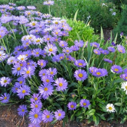 Альпийская астра многолетняя. Сорта альпийской многолетней астры