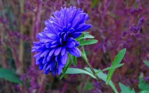 Астра альпийская высота. Виды и сорта