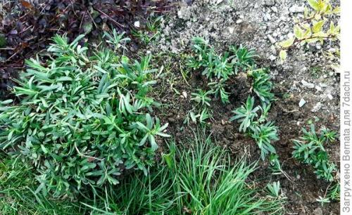 Астра альпийская махровая. Астра альпийская выдержит точно любой климат и любую почву