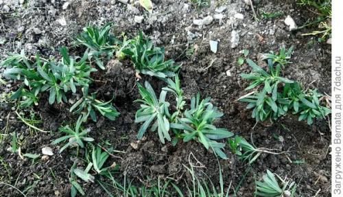 Астра альпийская махровая. Астра альпийская выдержит точно любой климат и любую почву