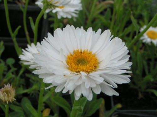 Альпийская астра многолетняя. Сорта альпийской многолетней астры