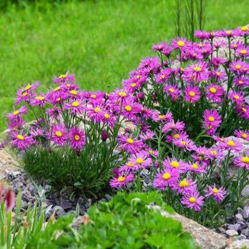 Альпийская астра многолетняя. Сорта альпийской многолетней астры