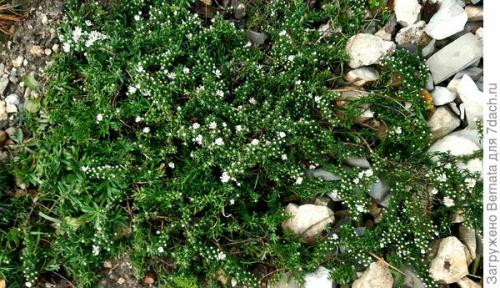 Астра альпийская махровая. Астра альпийская выдержит точно любой климат и любую почву