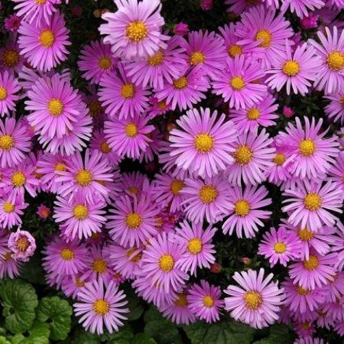 Альпийская астра многолетняя. Сорта альпийской многолетней астры