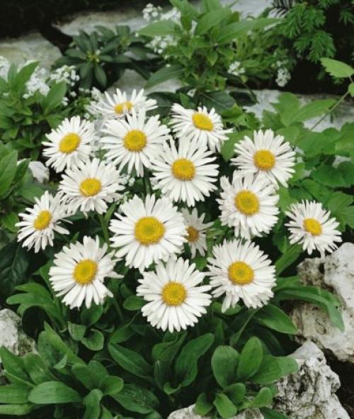 Альпийская астра многолетняя. Сорта альпийской многолетней астры