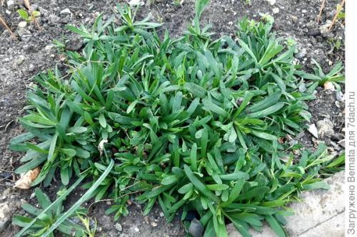 Астра альпийская махровая. Астра альпийская выдержит точно любой климат и любую почву