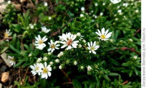 Астра альпийская махровая. Астра альпийская выдержит точно любой климат и любую почву