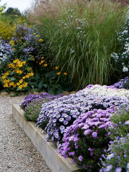 Астра альпийская в ландшафтном дизайне. Клумба с астрами —, как красиво посадить цветы на участке