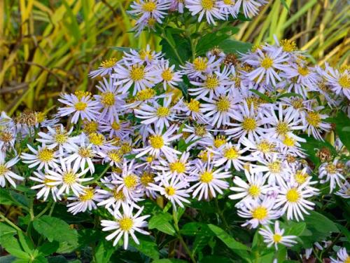 Астра альпийская в ландшафтном дизайне. Клумба с астрами —, как красиво посадить цветы на участке