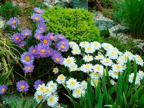 Астра альпийская в ландшафтном дизайне. Клумба с астрами —, как красиво посадить цветы на участке