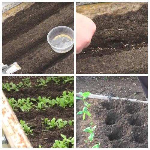 Астра многолетняя выращивание из семян. Выращивание астры из семян