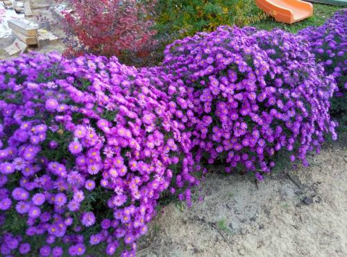 Астра многолетняя выращивание из семян. Выращивание астры из семян