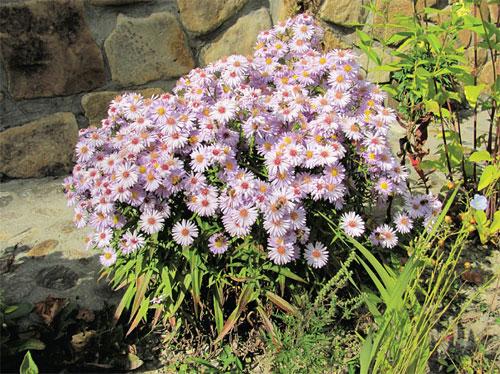 Выбор сортов многолетних низкорослых астр для вашего сада 01