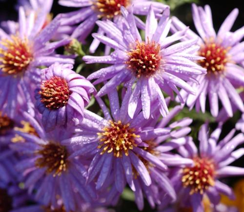 Какие сорта многолетних низкорослых астр наиболее устойчивы к морозам. Зимостойкость различных видов и сортов астр